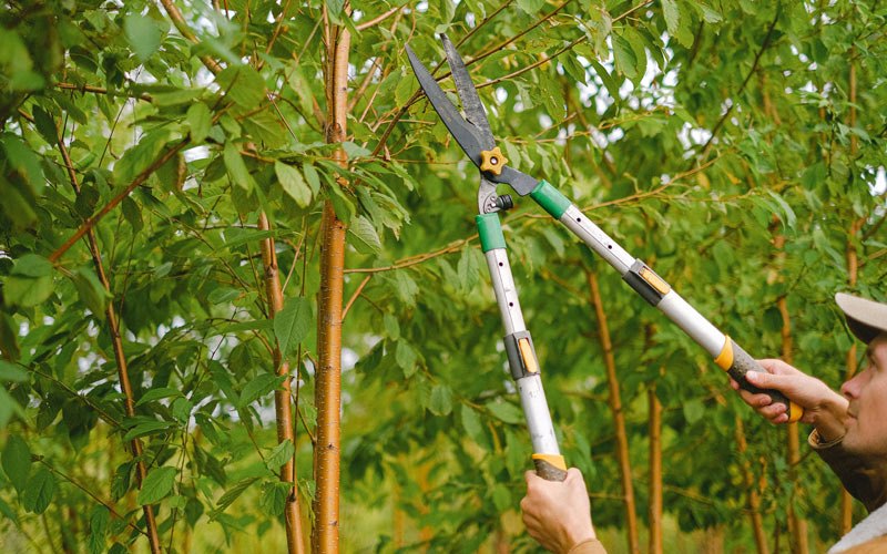 Tree trimming in Mosier, OR